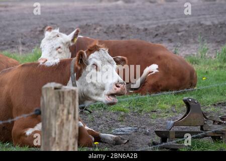 Zwei braune und weiße Rinder Hereford, die auf Pastureat nachsinkend, schauen sie in die Kamera Stockfoto