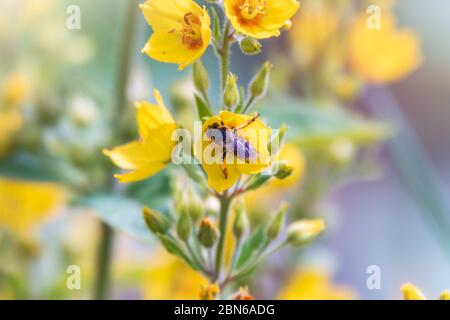 Eine Biene sammelt Nektar aus gelben Blüten von Lysimachia punctata, punktierten Loosestrife, großen gelben Loosestrife oder gefleckten Loosestrife im Sommer nahe- Stockfoto