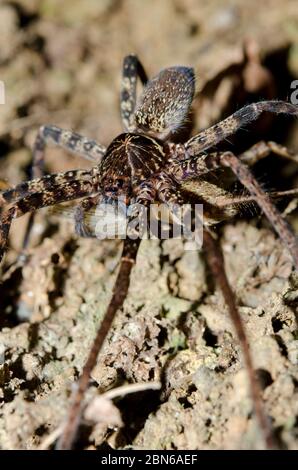 Braune Huntsman Spider,Heteropoda sp, mit Cricket Nymphe, Gryllidae Familie, Klungkung, Bali, Indonesien Stockfoto