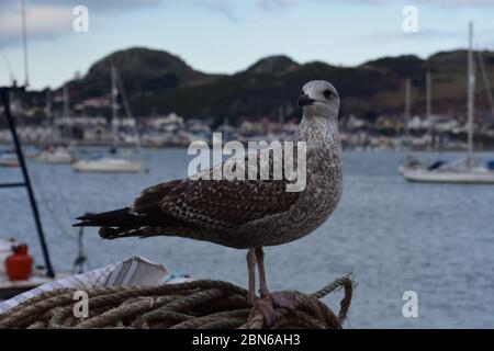 Ein Vogel in Conwy North Wales Stockfoto