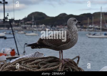 Ein Vogel in Conwy North Wales Stockfoto