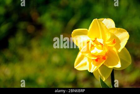 Gelbe Narzissenknospe auf einem verschwommenen Hintergrund im Garten. Makroaufnahme. Stockfoto