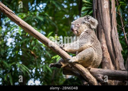 Koala schläft auf dem Baum Stockfoto