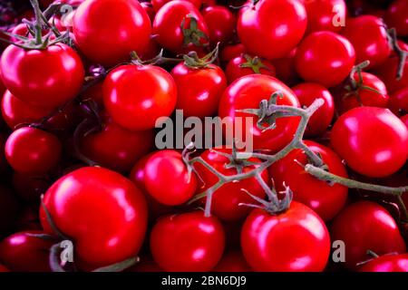Tomaten auf einem Ast. Cherry Tomaten Hintergrund. Stockfoto