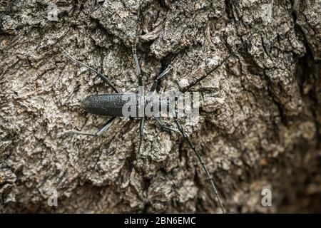 Porträt eines steinbock-Käfers (Cerambyx scopolii, Cerambycidae) auf einem Baumstamm (Wien, Österreich) Stockfoto