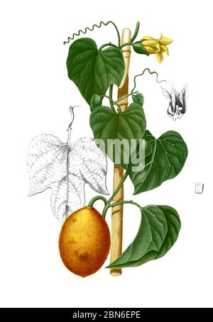 Vietnam / Philippinen: GAC-Frucht (Momordica cochinchinensis), aus Francisco Manuel Blanco's Flora de Filipinas, 1883. Gấc (Momordica cochinchinensis Stockfoto