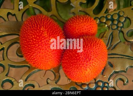 Thailand: GAC-Frucht (Momordica cochinchinensis), Chiang Mai, Nord-Thailand. Gấc (Momordica cochinchinensis), ursprünglich in Vietnam entdeckt, ist Stockfoto