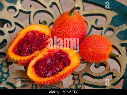 Thailand: GAC-Frucht (Momordica cochinchinensis), Chiang Mai, Nord-Thailand. Gấc (Momordica cochinchinensis), ursprünglich in Vietnam entdeckt, ist Stockfoto