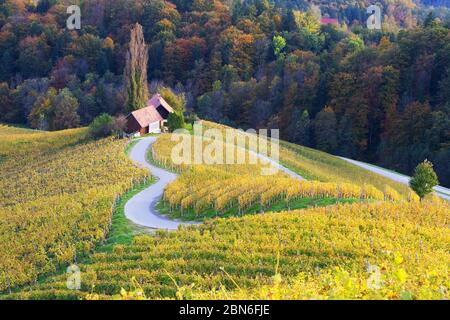 Berühmte herzförmige Straße in slowenischen Weinberg Stockfoto