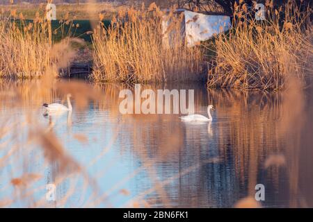 Schöne weiße Schwäne schwimmen auf kleinen Teich Stockfoto