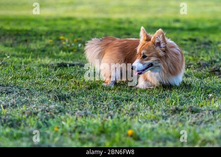 Niedlicher Corgi Pembroke liegt in hohem grünen Gras, sonniger Tag Stockfoto