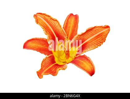 Orange Tag Lilie Blume weißer Hintergrund isoliert Nahaufnahme, rote und gelbe Blütenblätter lilly, hell schönen hippeastrum Makro, bunte Amaryllis Blume Stockfoto