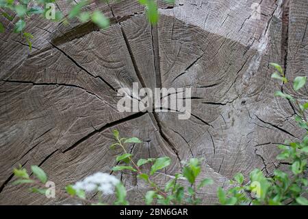 Schließen von Holzmaserung Stockfoto