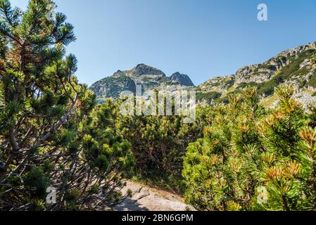 Schöne Berglandschaft an einem sonnigen Sommertag. Rila Berg, Bulgarien. Wander-/Trekkingkonzept. Stockfoto