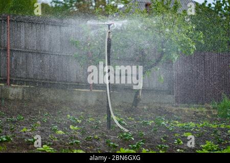 Sprinkler in einem Kartoffelfeld, Bewässerung der Pflanzen Stockfoto