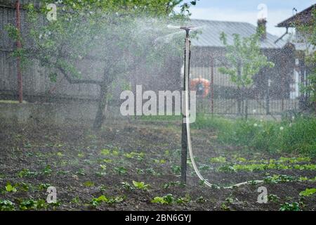 Sprinkler in einem Kartoffelfeld, Bewässerung der Pflanzen Stockfoto
