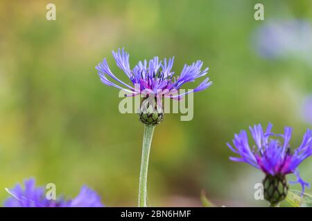 Centaurea montana, mehrjährige Kornblume in Blüte in Schottland Mai 2020 Stockfoto