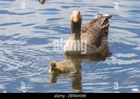 Eine Greylag Gans mit einem flauschigen Küken Stockfoto