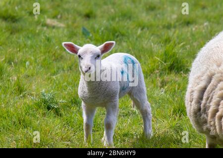 Porträt eines Lammes mit rosa Ohren auf Gras, das die Kamera anschaut Stockfoto