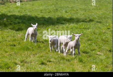 Eine Gruppe von vier jungen Lämmern im Frühjahr Stockfoto