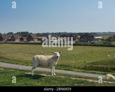 Schafe weiden auf einem Deich und in der Nähe Feld am Nordstrand, Schleswig-Holstein, Deutschland Stockfoto