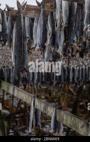 Trocknen von Kabeljau ohne Kopf auf Holzregalen. Wintersaison zum Angeln. Stochfish trocknet bei kaltem, winterlichen Wind an der frischen Luft Stockfoto