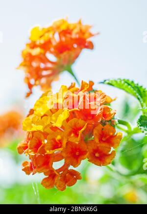 Nahaufnahme Detail einer gelben und orangefarbenen Rose lantana Blume lantana Camara in ländlichen Garten Einstellung isoliert auf weißem Hintergrund Stockfoto