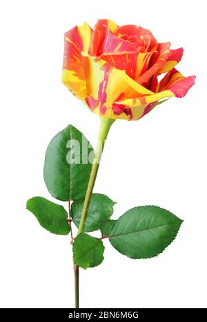 Bunte Rose (Rosaceae) in gelb-orange Farbe in Seitenansicht, isoliert auf weißem Hintergrund. Deutschland Stockfoto