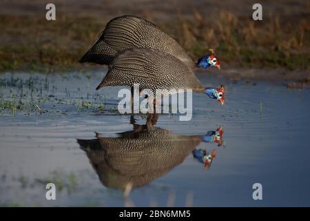 Schneckenhühner (Numida meleagris), die aus einem Teich tropfen, Chobe National Park - Botswana. Stockfoto