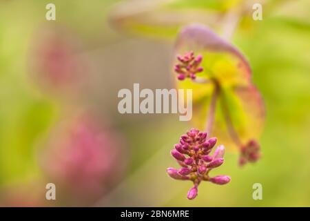 Nahaufnahme im Pink Honeysuckle, Lonicera hispidula, Blütenknospen, Point Lobos State Natural Reserve, Kalifornien, USA. Stockfoto