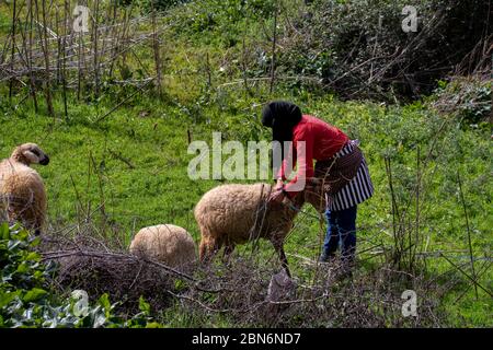 Khizana ländliche Gegend, Chefchaouen, Marokko - 26. Februar 2017: Marokkanische Schäferin hütet ihre Schafe Stockfoto