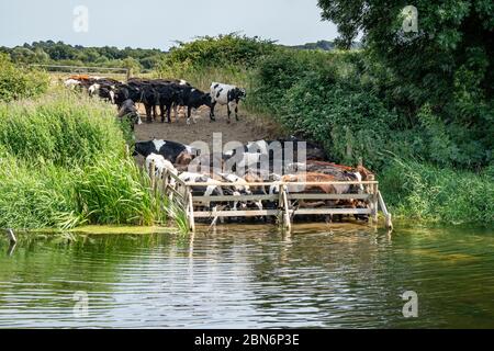 Kühe trinken am Flussrand Stockfoto