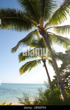 Palmen am tropischen Strand auf der südpazifischen Insel Aitutaki Stockfoto