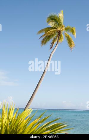 Palmen am tropischen Strand auf der südpazifischen Insel Aitutaki Stockfoto