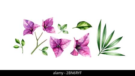 Aquarell floralen Satz von Elementen. Rosa Bougainvillea Blumen, Baumzweig, Palmblätter. Handbemaltes tropisches Blumenmuster. Botanische Illustrationen Stockfoto