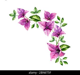 Aquarell Bougainvillea Zweig. Designelement für Ecken. Violette tropische Blumen Anordnung. Handgemalte florale Hintergrund. Botanische Illustrationen Stockfoto