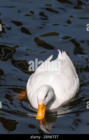 Große weiße schwere Ente auch bekannt als America Pekin Duck, schwimmt die Ente im dunklen Wasser mit Reflexen. Stockfoto