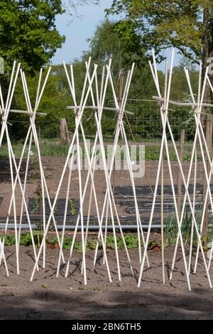 Bambus: Ein Stützrahmen, der bereit ist, Bohnen und Erbsen in einem Gemüsegarten zu klettern. Stockfoto