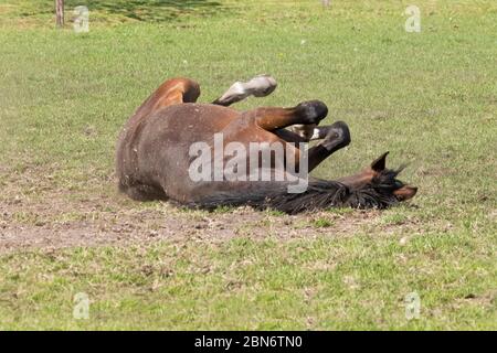 Ein junges braunes Hengstpferd auf einer Pferdefarm, das an einem warmen Frühlingstag Spaß im Gras hat. Stockfoto