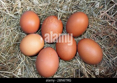 Nest der Freilandhennen Eier in einem Nistkasten von Heu gelegt. North Yorkshire, Großbritannien. Stockfoto