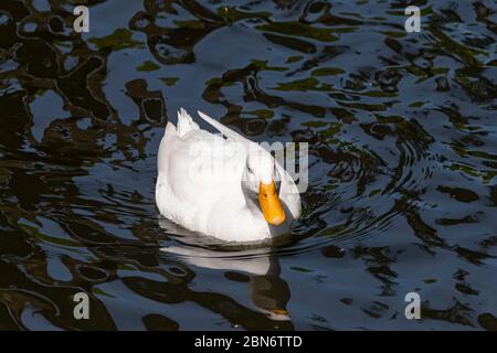 Große weiße schwere Ente auch bekannt als America Pekin Duck, schwimmt die Ente im dunklen Wasser mit Reflexen. Stockfoto
