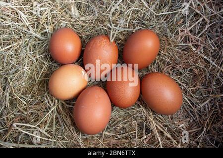 Nest der Freilandhennen Eier in einem Nistkasten von Heu gelegt. North Yorkshire, Großbritannien. Stockfoto