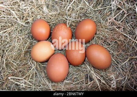 Nest der Freilandhennen Eier in einem Nistkasten von Heu gelegt. North Yorkshire, Großbritannien. Stockfoto