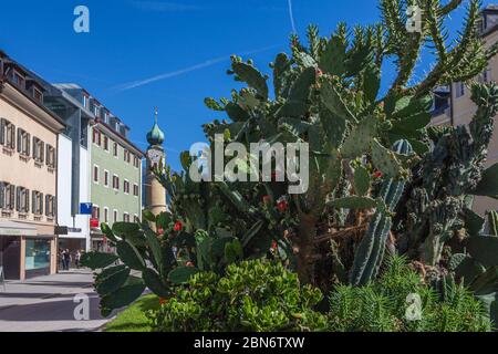 Blumenbeet voll Kaktus auf dem zentralen Platz von Lienz Stockfoto