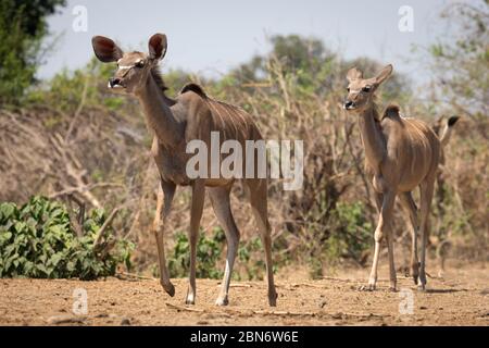 Größere Kudus trinken am Kavinga Wasserloch, Simbabwe Stockfoto