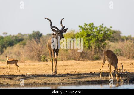 Größere Kudus trinken am Kavinga Wasserloch, Simbabwe Stockfoto