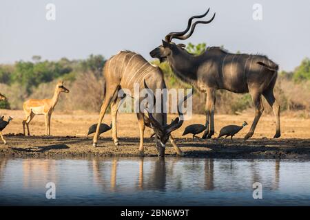 Größere Kudus trinken am Kavinga Wasserloch, Simbabwe Stockfoto