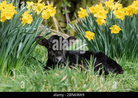 Minnie, das kleine Aberdeen Angus Kalb, genießt die Sonne inmitten der Narzissen. Sie war zu klein, um bei ihrer Mutter zu bleiben, und wog nur 15kg A Stockfoto