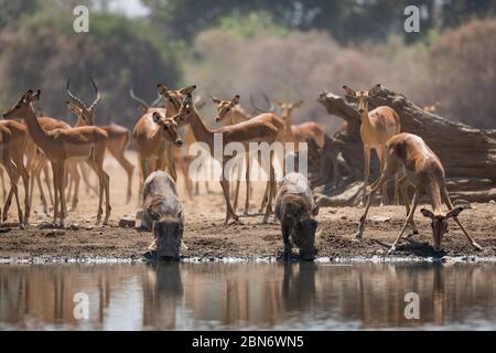 Gewöhnliche Warzenschweine am Kavinga Wasserloch, Simbabwe Stockfoto