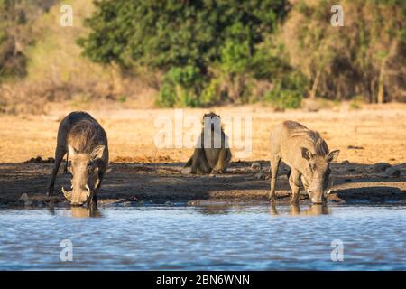 Gewöhnliche Warzenschweine am Kavinga Wasserloch, Simbabwe Stockfoto